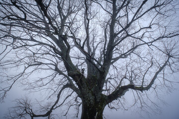 Fototapeta na wymiar The old linden tree near Jamnik