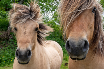 Jument et son poulain en gros plan