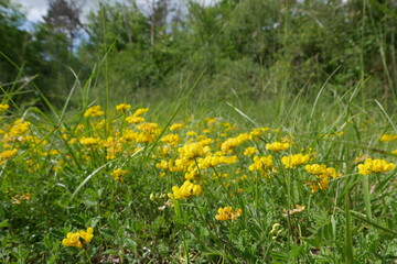 Hufeisenklee gelbe Wiesenblume