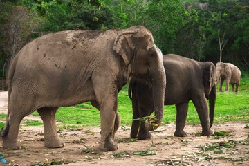 Obraz premium Elephant family at National park.