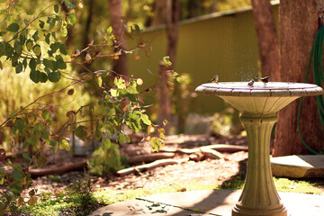 Wild finch birds bathing in bird bath with water splash