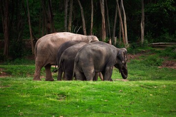 Elephant walking away into the trees