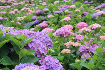 Pictures of beautiful hydrangea in Japan