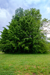 Fototapeta premium Baum am Wegesrand