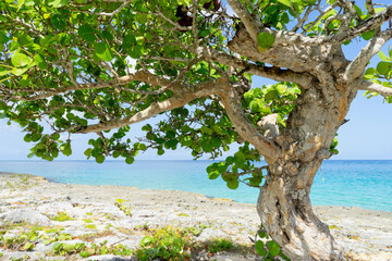 Close-up of a tree by the sea on the tropical island of Cozumel. In the background the Caribbean ocean and the blue sky