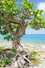 A tropical tree by the sea on the Caribbean island of Cozumel in Mexico. In the background the blue sky, and a sailing boat