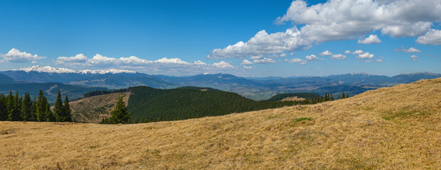 Carpathian mountain plateau spring panorama with fir forest on slope, Ukraine.