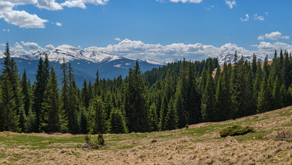 Carpathian mountain plateau spring panorama with fir forest on slope, Ukraine.