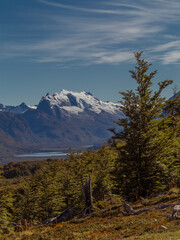 Mountain Landscape with Green Forest. Mountain Scenery, Andes, Argentina. Sunny Mountain and Trees on a Blue Sky Background. Summit Covered by Snow.