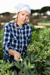 Young woman farmer gathers ripe peas in the garden. High quality photo