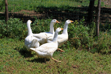 Group of 4 white geese scratching around the farmyard.