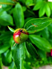 ladybug on a leaf