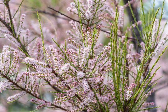 Soft blooming of Tamarix or salt cedar green plant with pink flowers