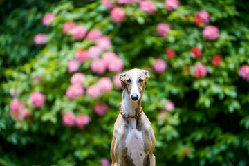 Galgo vor Rhododendren