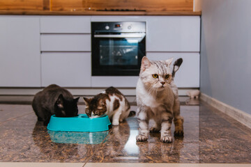 Three cats are asking for food in the kitchen and eating from a bowl. Pets are hungry.