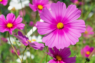 Fototapeta premium コスモス