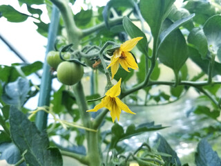 Obraz premium Tomato plant with yellow flower buds and fruit growing in a garden inside a greenhouse 