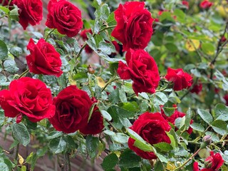 Rosenranke