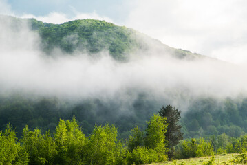 fog near the mountain and forest in the morning.
