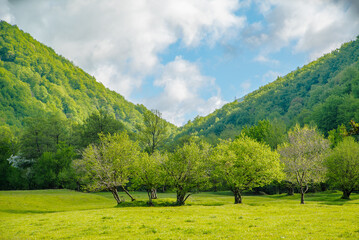 meadow covered with grass and trees between mountains and blue sky with clouds. good weather in...