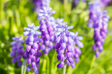 Muscari bush in dew drops