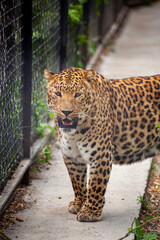 Leopard walks in his cage at the zoo