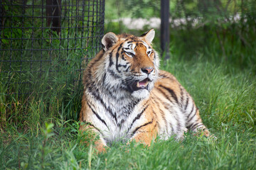 Amur tiger lies on the grass