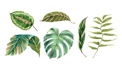 watercolor set with tropical green leaves, hand painted illustration on white background