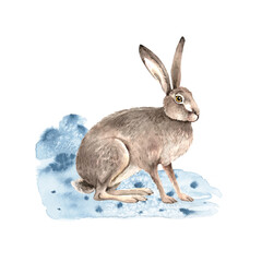 animal gray hare in the snow. isolated watercolor illustration, hand painted