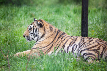 Amur tiger lies on the grass