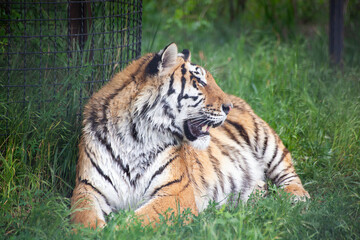 Amur tiger lies on the grass