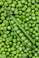 Fototapeta na wymiar A lot of ripe green peas, as a background, texture