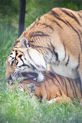 Fototapeta na wymiar Amur tiger bites another tiger