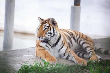 Young Amur tigress lies on a light background