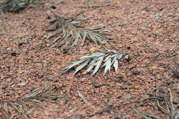sillver oak dried leaves on a ground