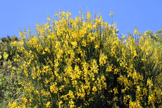 Cespuglio di Ginestra Genista lydia con cielo
