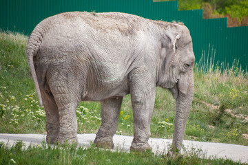Fototapeta premium The elephant is taken out for a walk in the zoo
