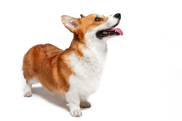 Cute Welsh corgi Pembroke or cardigan obediently stands and looks up, begging for something from...