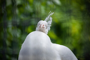 White peacock on a green background