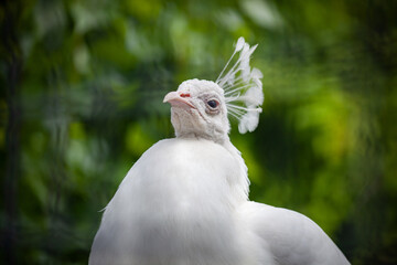 White peacock on a green background