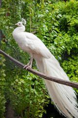 White peacock sits on a perch on a green background