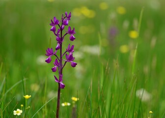Jersey Orchid, U.K. Marsh Spring wildflowers.