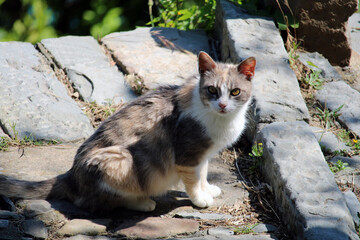 Gatto pezzato grigio e bianco seduto su gradino di pietra