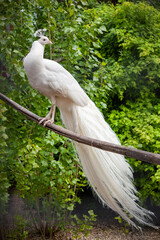 White peacock sits on a perch on a green background