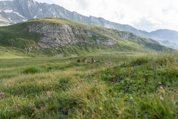 Fototapeta na wymiar marmot couple in the swiss alps
