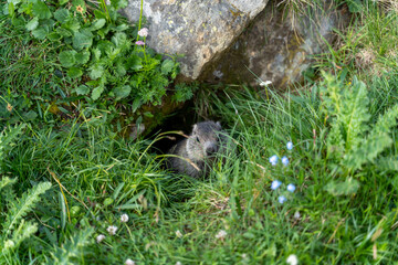 Naklejka premium closeup of a baby marmot in the swiss alps
