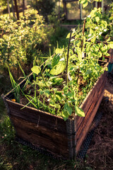 pallet collar raised beds for vegetables planting. permacultural gardening