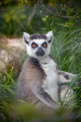 Ring-tailed lemur sitting on the grass © Шевчук Яна