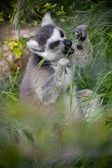 Ring-tailed lemur sitting on the grass