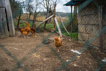 Hens roam freely in paddock